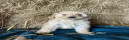 Cockapoo dogs for sale: Beautiful cockapoo puppies - Advert 25
