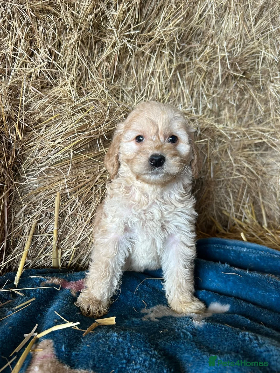 Cockapoo dogs for sale: Beautiful cockapoo puppies - Advert 25
