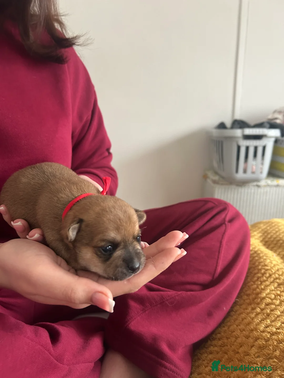 Pomchi dogs for sale: Beautiful Pomchi girls - Advert 16