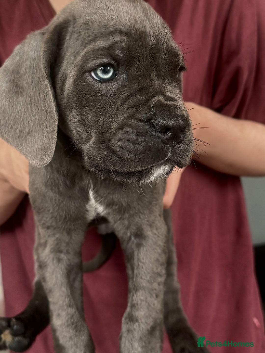 Cane Corso dogs for sale: Beautiful Cane Corso puppies for sale  - Image 31