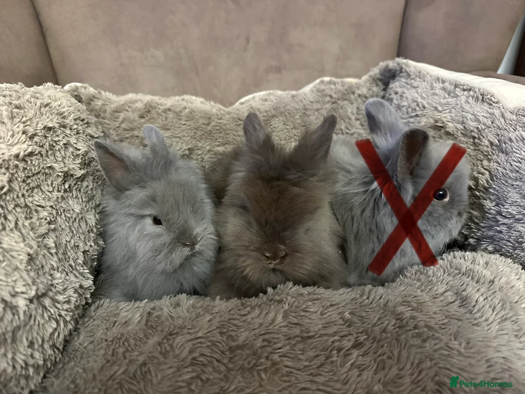 Lionhead rabbits for sale: Lionhead Rabbits MALE - Advert 2