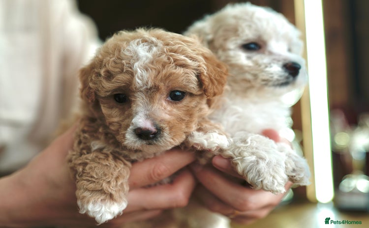 Maltipoo dogs - Advert 1