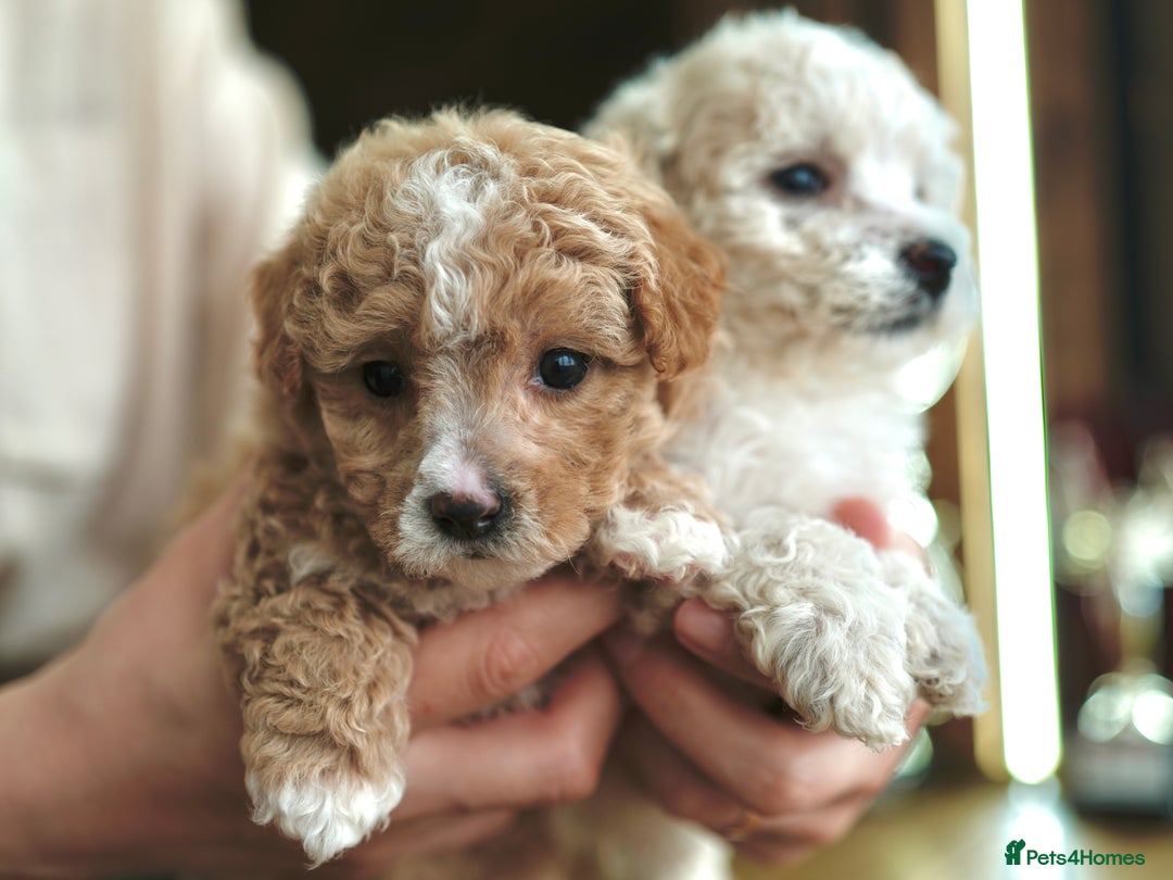 Maltipoo dogs for sale: Maltipoo mini boys and girls - Image 2