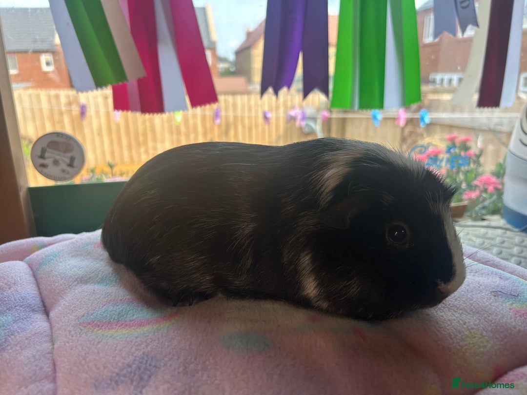 Guinea Pig rodents for sale: Teddy sow and more available  - Image 2