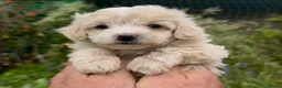 Maltipoo dogs for sale: Maltipoo Puppies  - Advert 14
