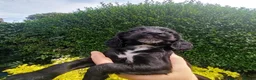 Cocker Spaniel dogs for sale: Working Cocker Spaniel Puppies boys and girls - Advert 11