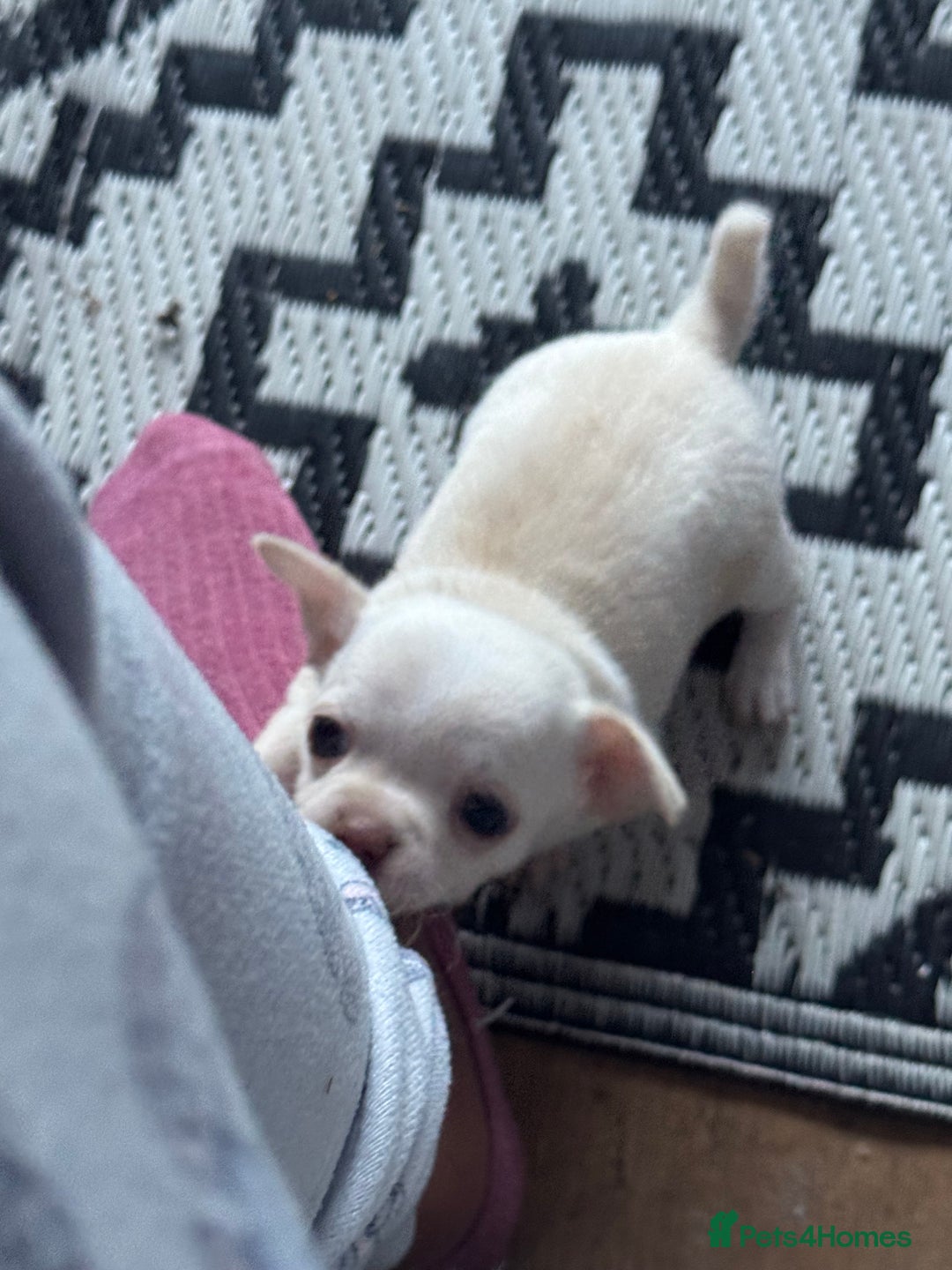 Chihuahua dogs for sale: Double chocolate platinum baby’s  - Image 8