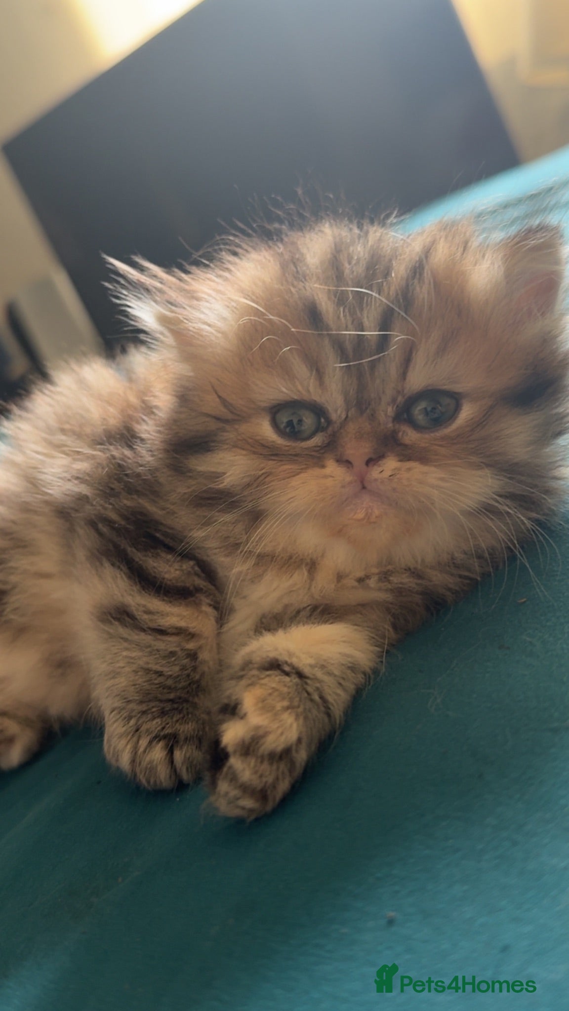 Persian cats Ready to go 1 girl left Delivery Available  - Advert 6