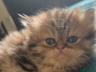 Persian cats Ready to go 1 girl left Delivery Available - Advert 6