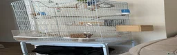 Parrots birds for sale: Pair of Parrotlets in Reading - Advert 4