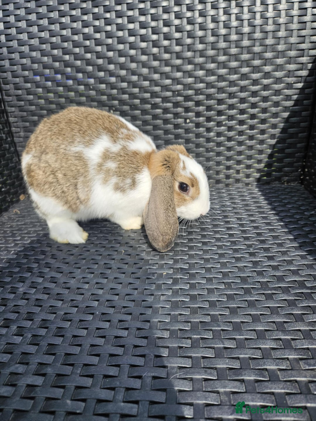 Mixed Breed rabbits for sale: Baby rabbits  - Image 6