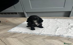 Cocker Spaniel dogs for sale: Show cocker spaniels  - Image 7