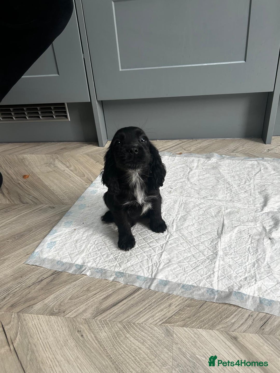 Cocker Spaniel dogs for sale: Show cocker spaniels  - Image 7