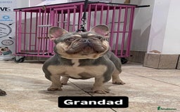 French Bulldog dogs for stud: Tiny lilac and tan stud £300 - Image 16