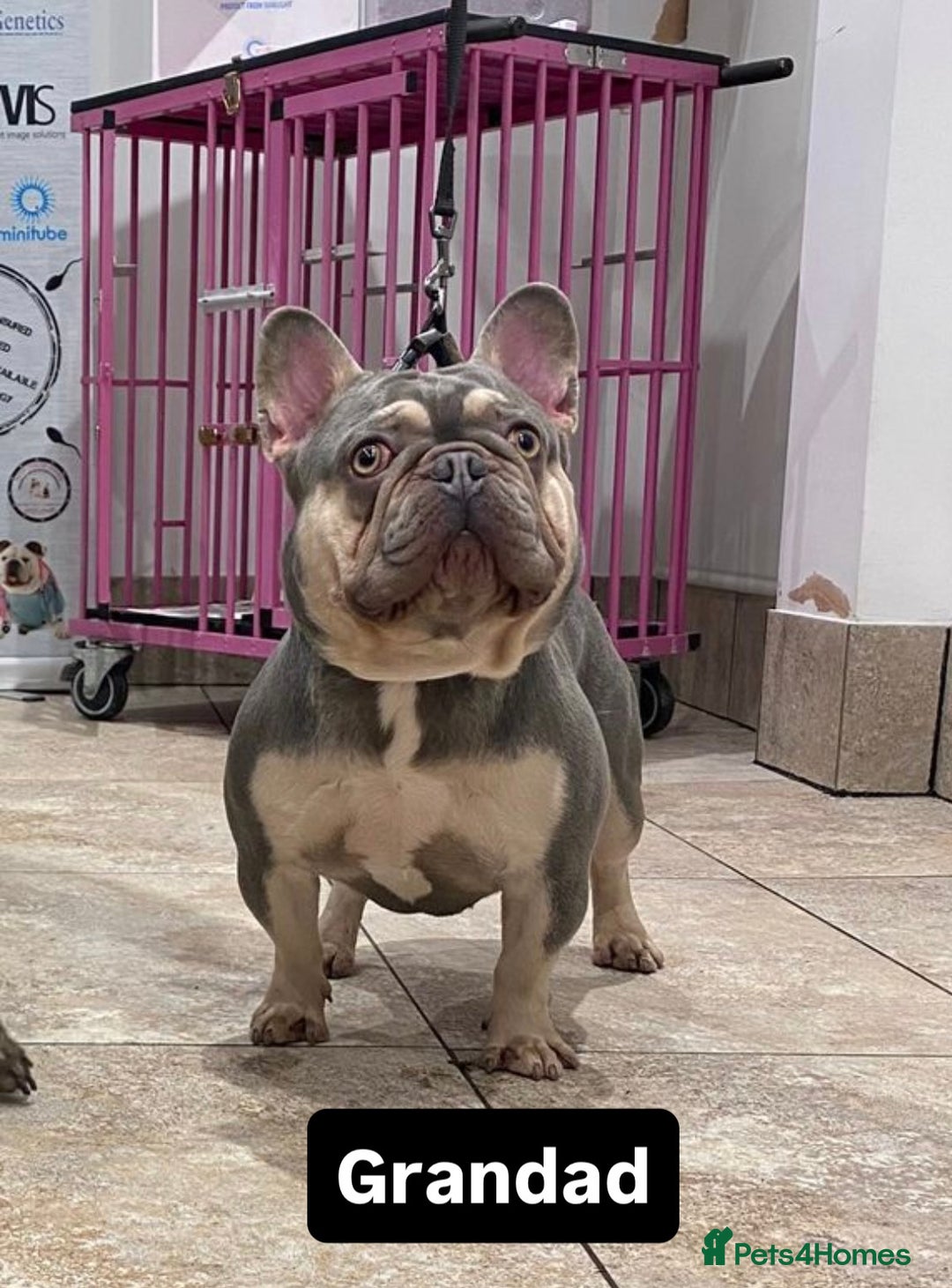 French Bulldog dogs for stud: Tiny lilac and tan stud £300 - Image 16