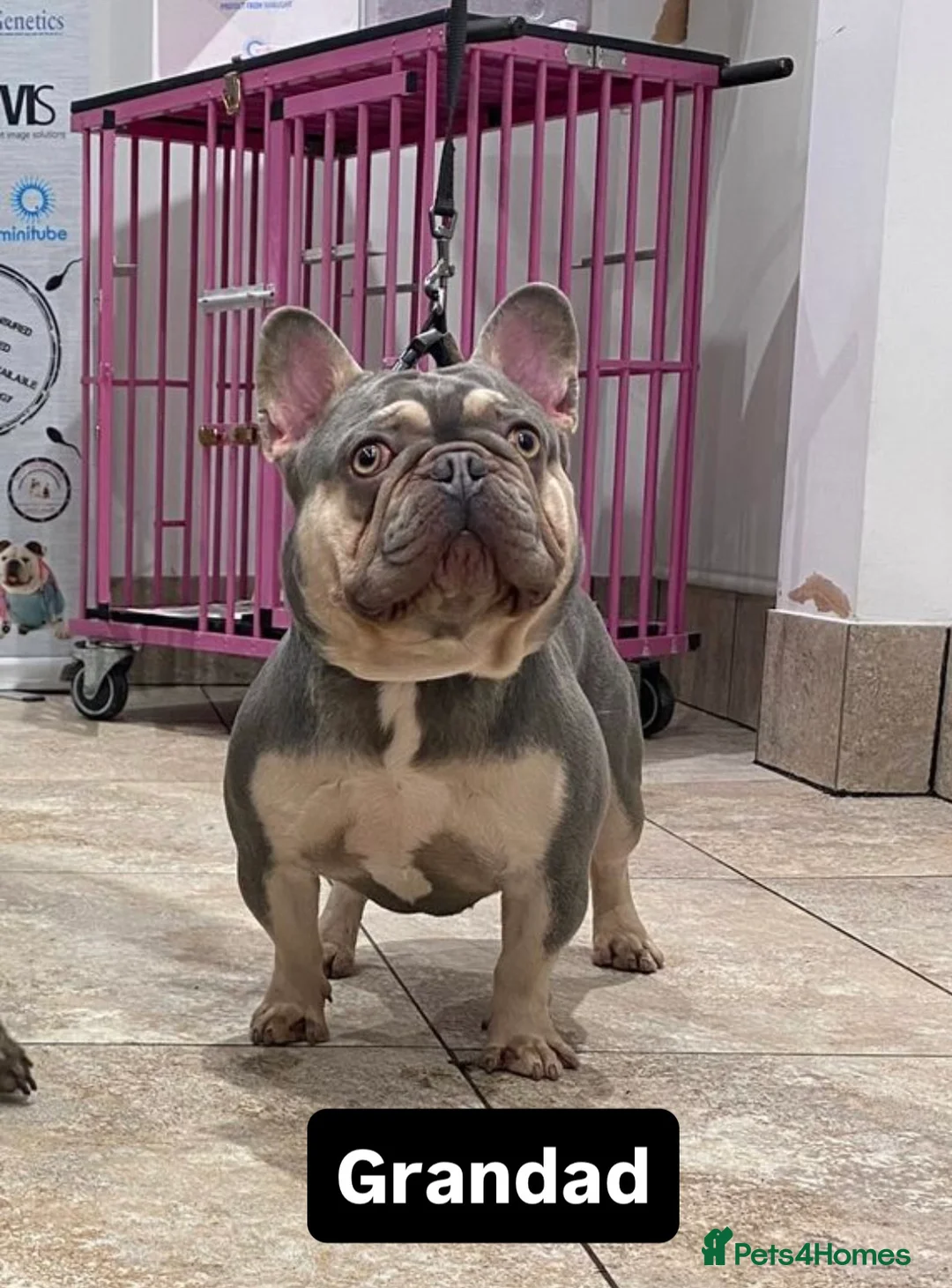 French Bulldog dogs for stud: Tiny lilac and tan stud available - Advert 16