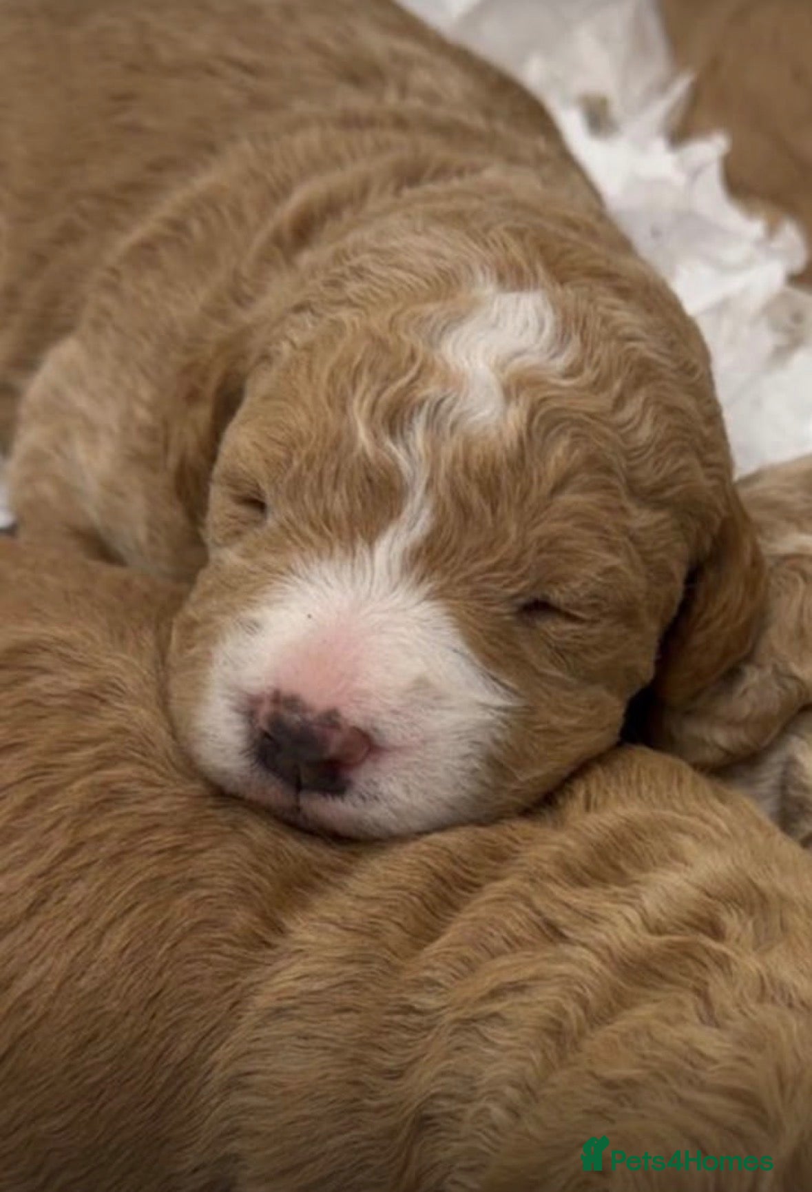 Labradoodle dogs F1 labradoodles - Advert 17
