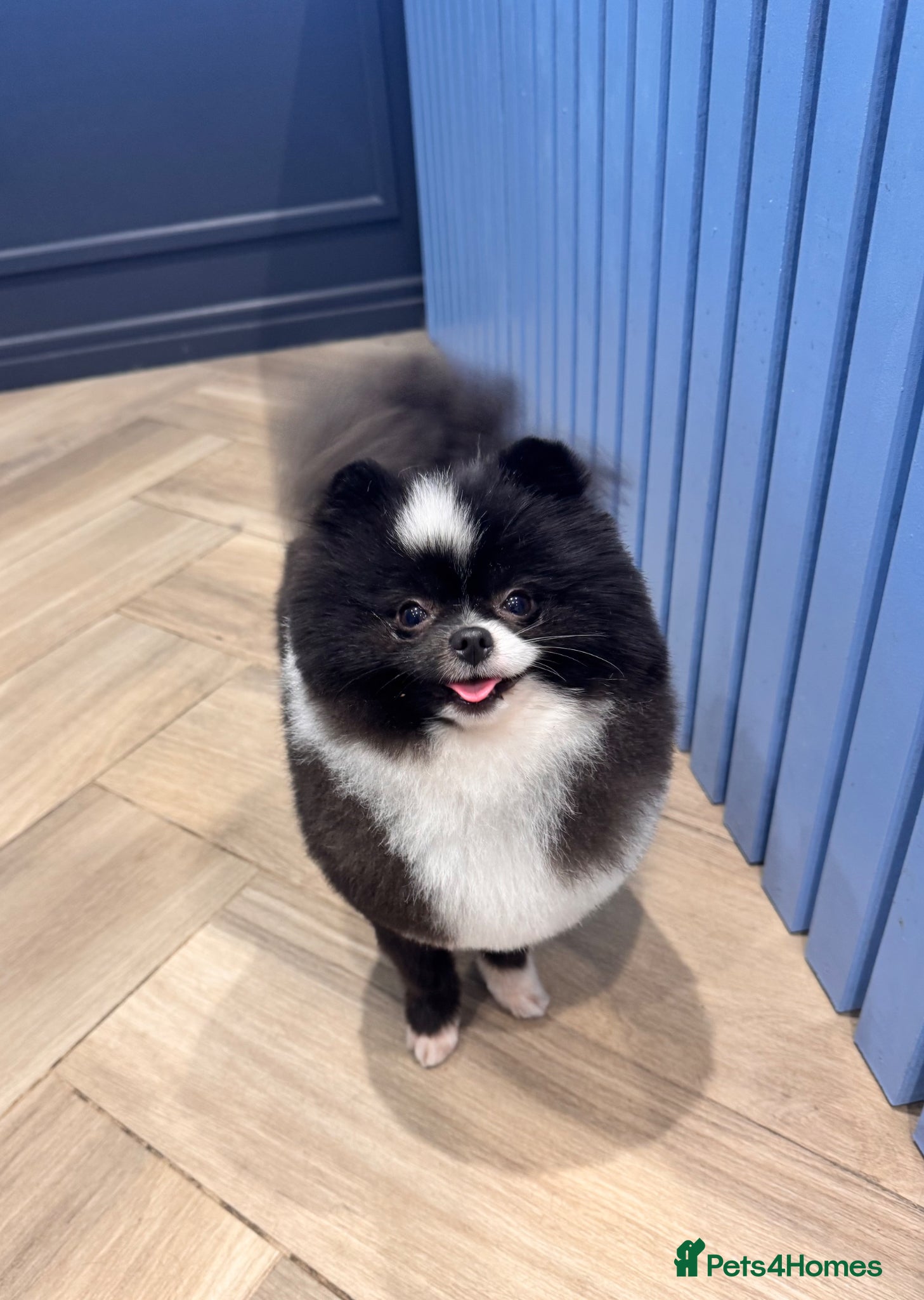 Pomeranian dogs Kc reg Pomeranian stud  - Advert 6