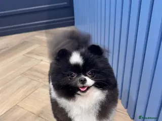 Pomeranian dogs Kc reg Pomeranian stud - Advert 6