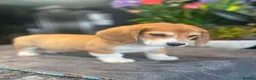 Mixed Breed dogs for sale: Beautiful Corgi cross basset pups 🐾 - Advert 9
