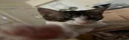 Mixed Breed cats for sale: cats available for adoption  in Huddersfield - Advert 9