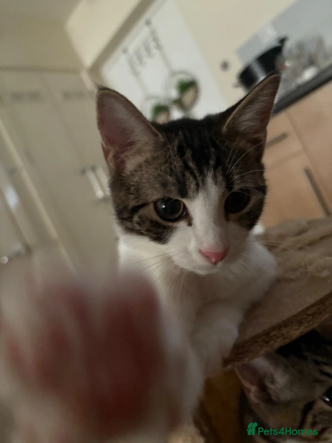 Mixed Breed cats for sale: cats available for adoption  in Huddersfield - Advert 9