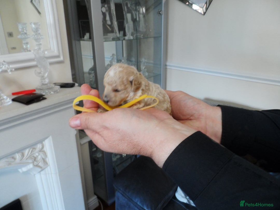 Cavapoo dogs for sale: stunning F1B cavapoo puppies health tested - Advert 6