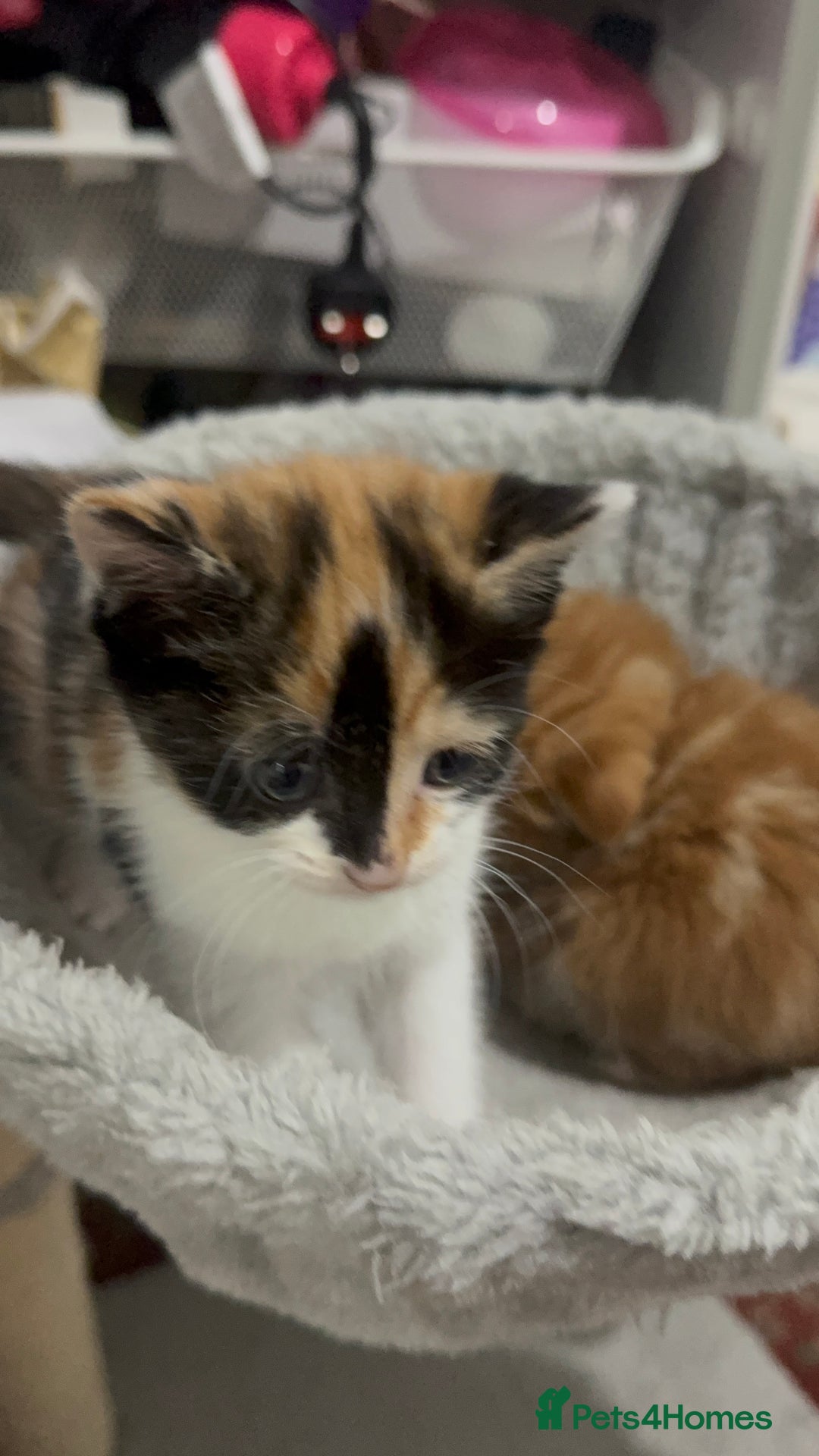 Mixed Breed cats for sale: 6 mixed breed kittens  - Image 10