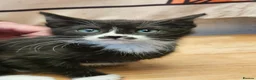 Mixed Breed cats for sale: KITTENS FOR SALE READY TO LEAVE NOW - Advert 7