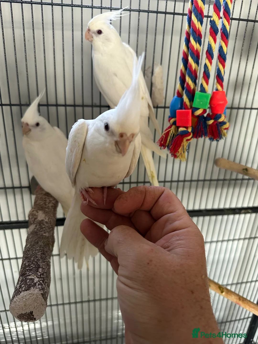 Cockatiels birds for sale: Baby Albino Cockatiels - Advert 2
