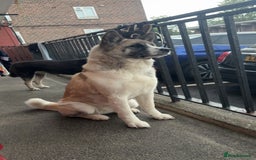 Akita dogs for sale: American Akita for adoption - Image 3