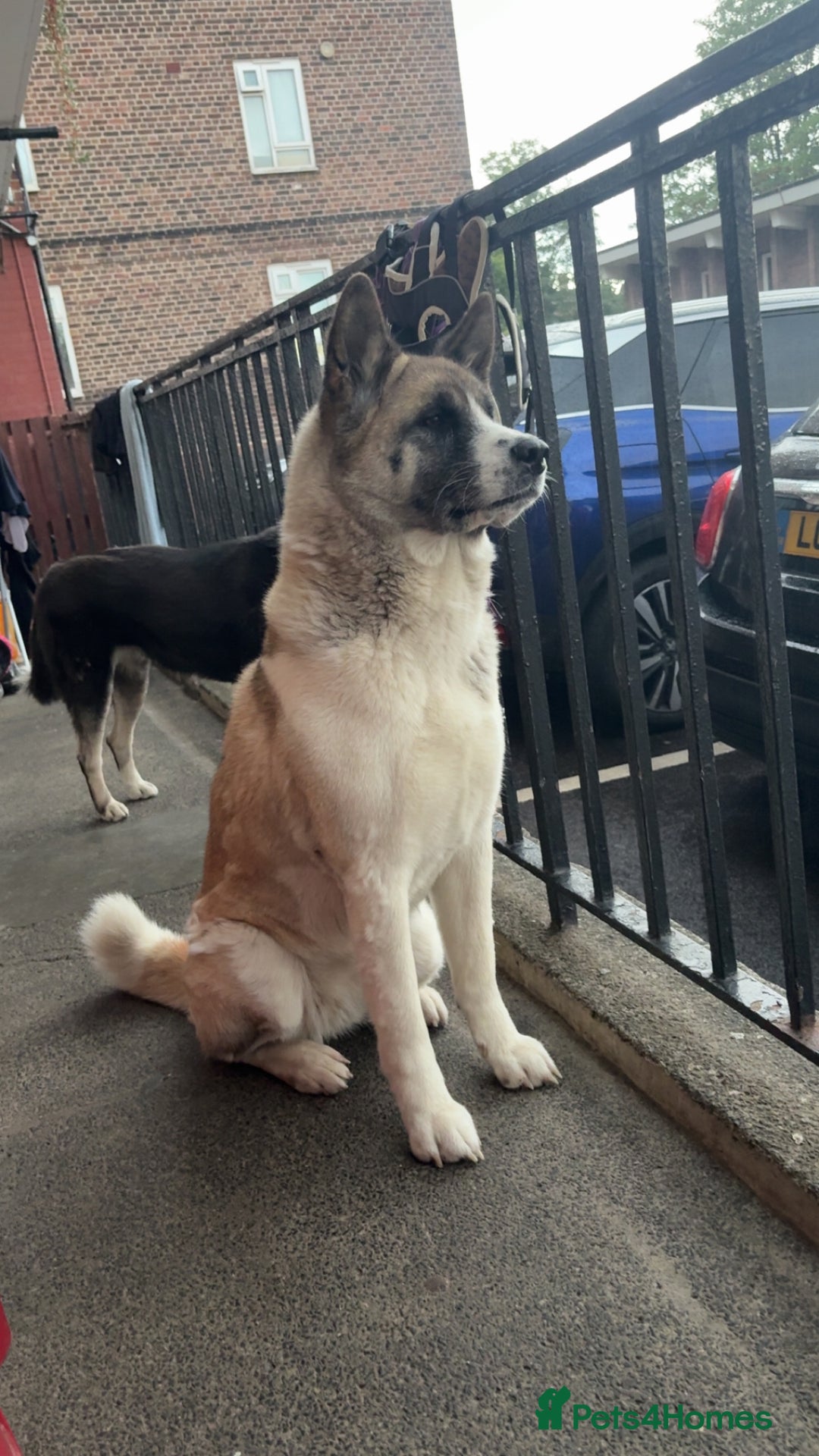 Akita dogs for sale: American Akita for adoption - Image 3