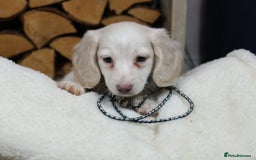 Miniature Dachshund dogs for sale: CREAM MINIATURE DACHSHUNDS CHAMPION PEDIGREE  - Image 7