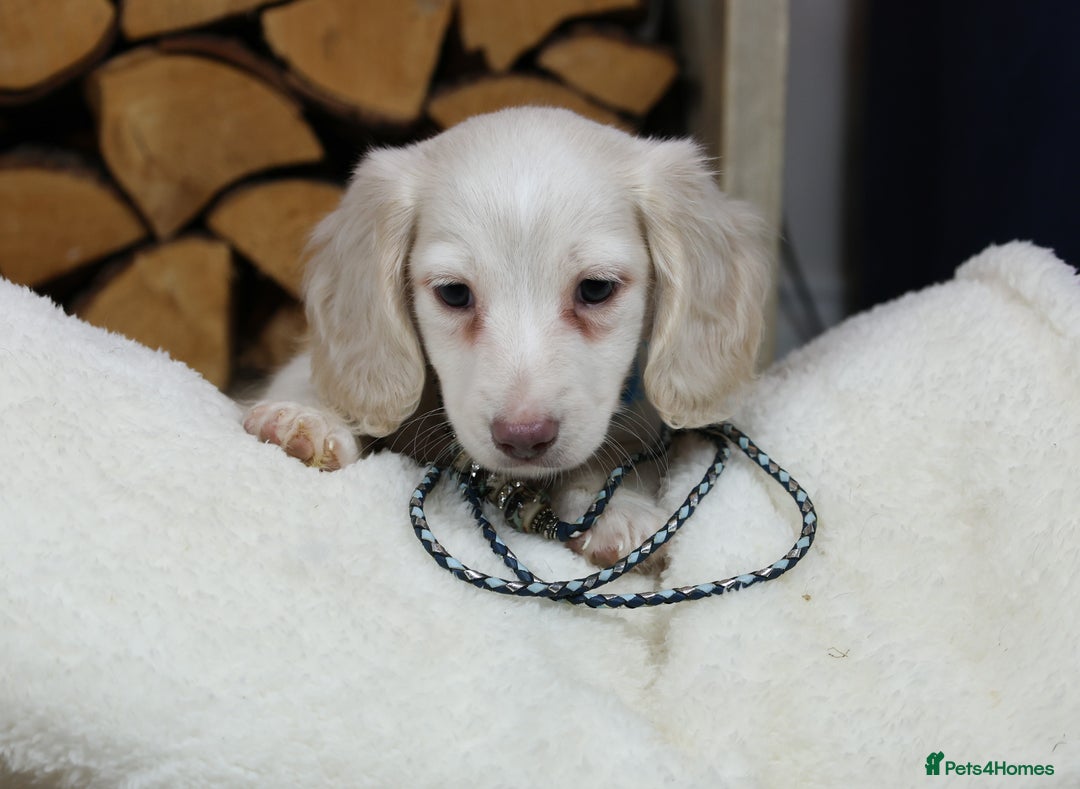 Miniature Dachshund dogs for sale: CREAM MINIATURE DACHSHUNDS CHAMPION PEDIGREE  - Image 7