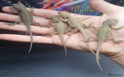 Dragon reptiles for sale: High end bearded dragons at pet prices  - Image 12