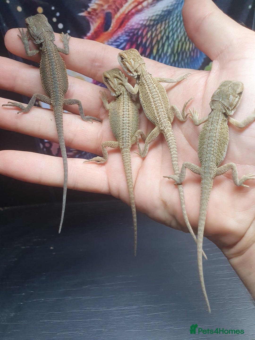 Dragon reptiles for sale: High end bearded dragons at pet prices  - Image 12