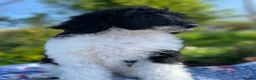 Standard Poodle dogs for sale: Standard poodle Fully vac Ready Now 1BOY LEFT  - Advert 22