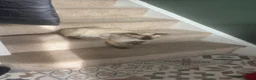 Siamese cats for sale: Siamese boy  - Advert 2