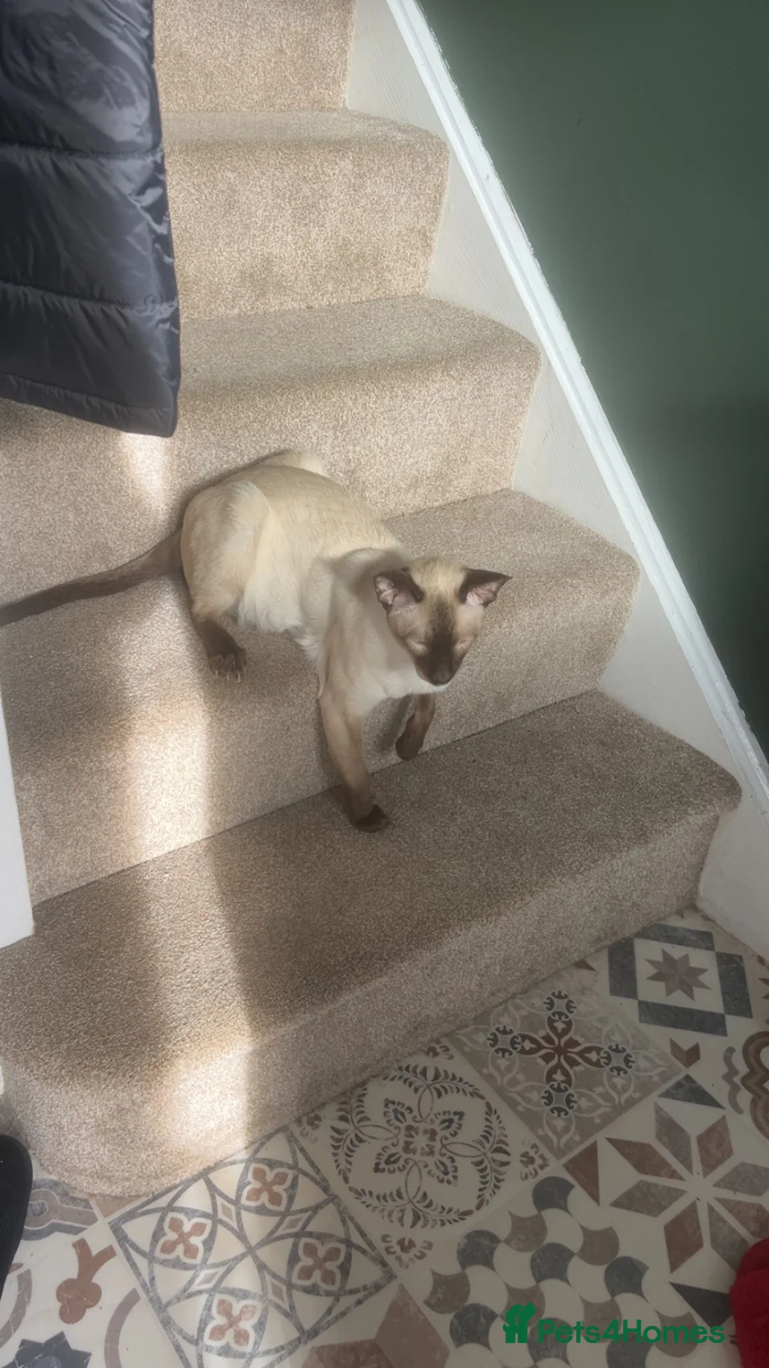 Siamese cats for sale: Siamese boy  - Advert 2