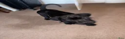 Cane Corso dogs for sale: Grand champion bloodline Cane Corso puppies  - Advert 27