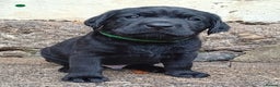 Labrador Retriever dogs for sale: Beautiful KC registered black Labrador puppies - Advert 13
