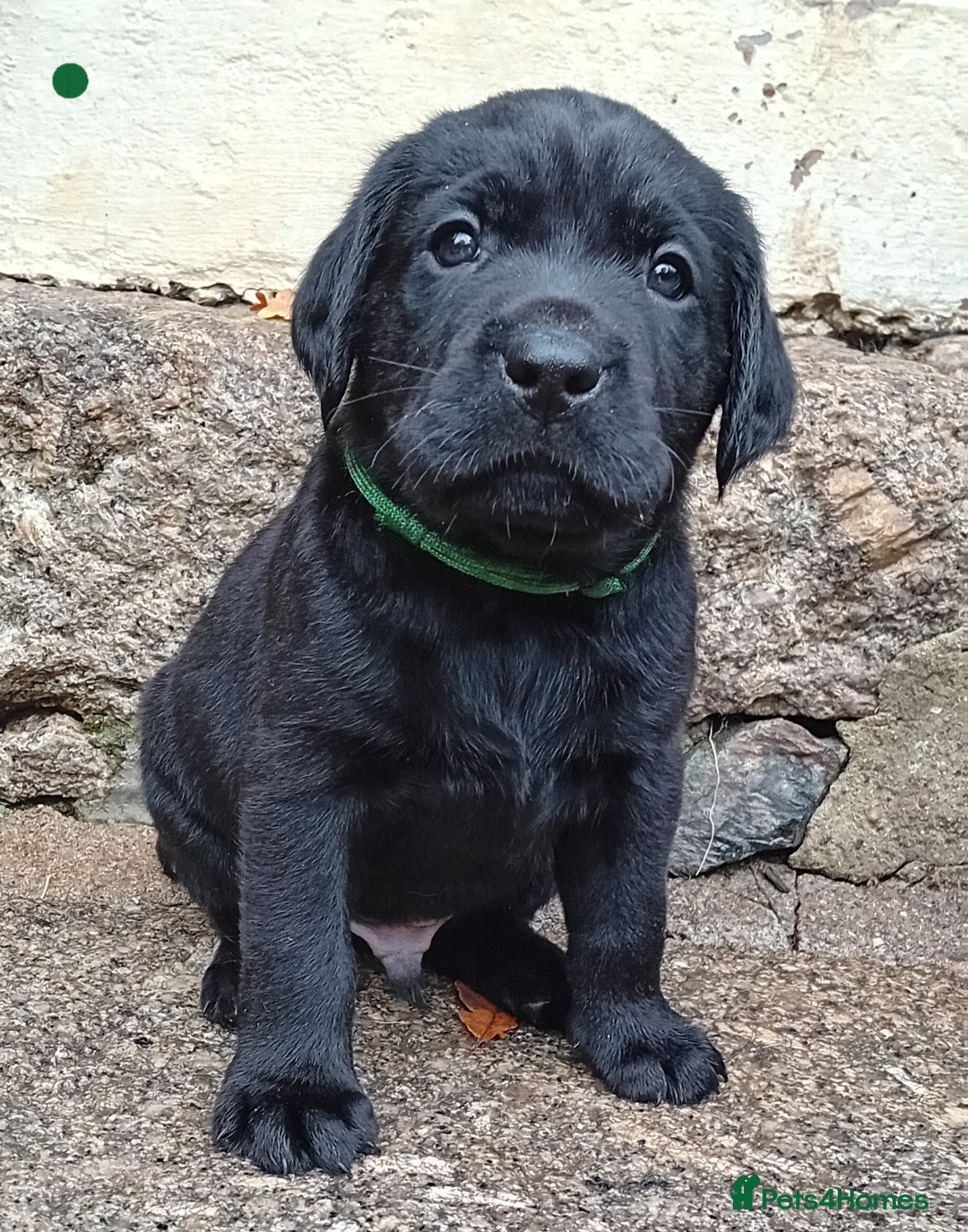 Labrador Retriever dogs for sale: Beautiful KC registered black Labrador puppies - Advert 13