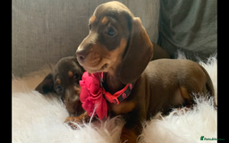 Miniature Dachshund dogs for sale: Minature Dashound boy&girl Ready Now - Image 15