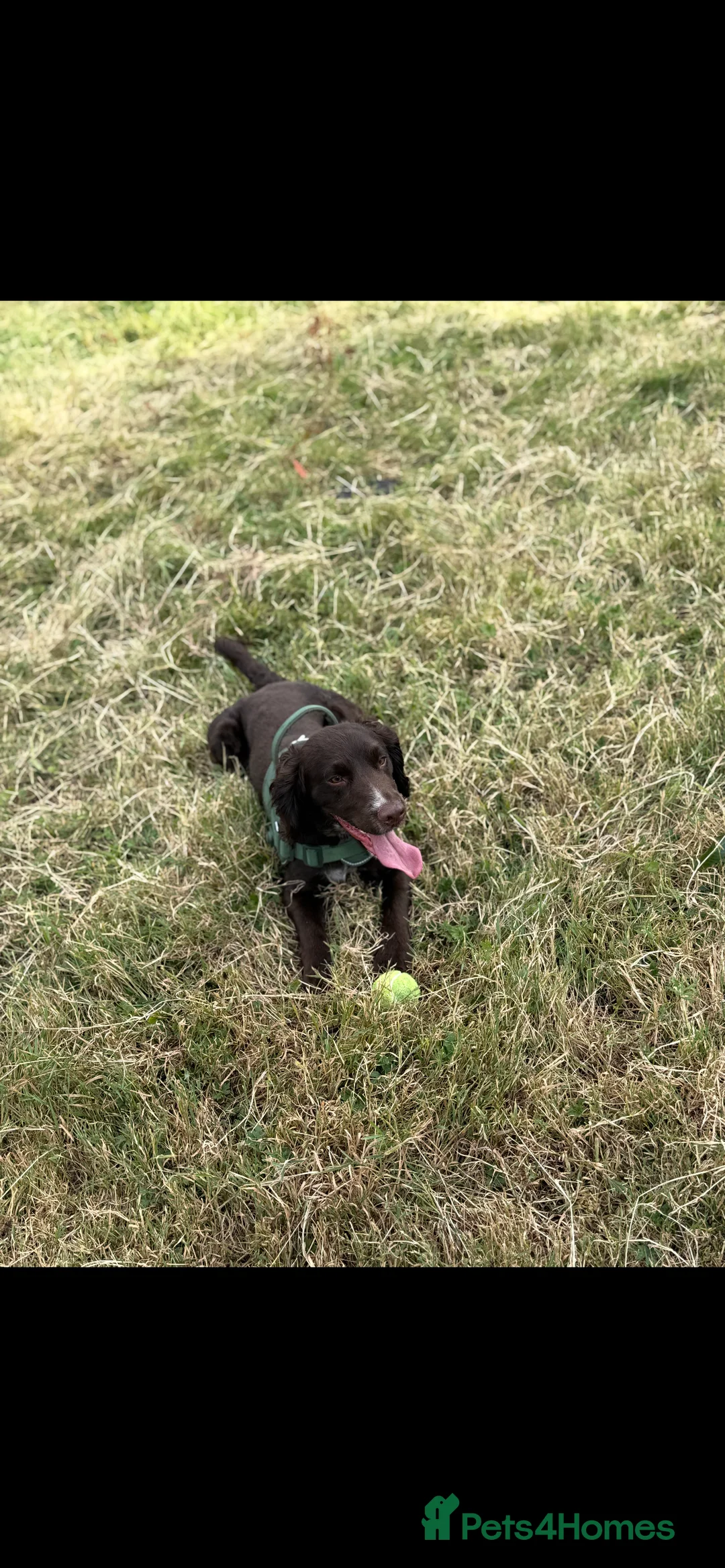 Sprocker dogs for stud: Woody for stud  - Advert 2