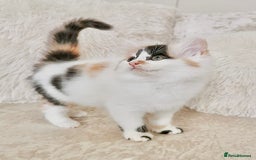 Mixed Breed cats for sale: Ragdoll X Maine Coon Kittens - Image 12