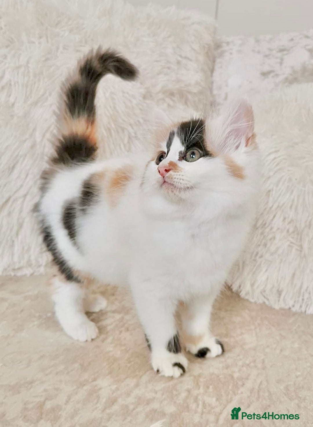 Mixed Breed cats for sale: Ragdoll X Maine Coon Kittens - Image 12