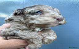 Cockapoo dogs for sale: Merle & Chocolate Cockapoo puppies - Image 5