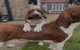 Bracco Italiano dogs for sale: Exciting litter Due September  - Image 18