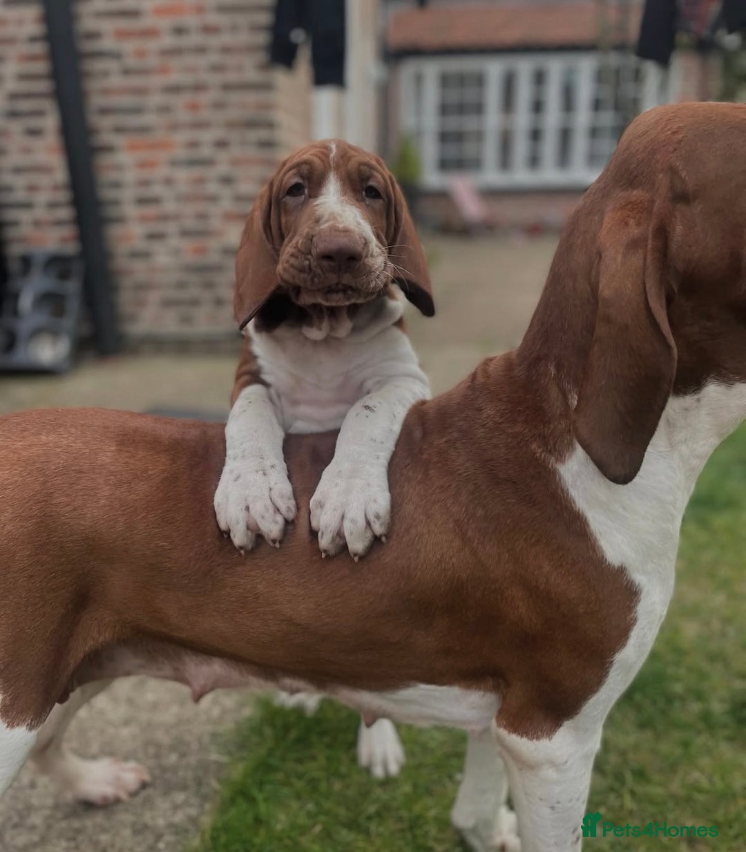 Bracco Italiano dogs for sale: Exciting litter Due September  - Image 18