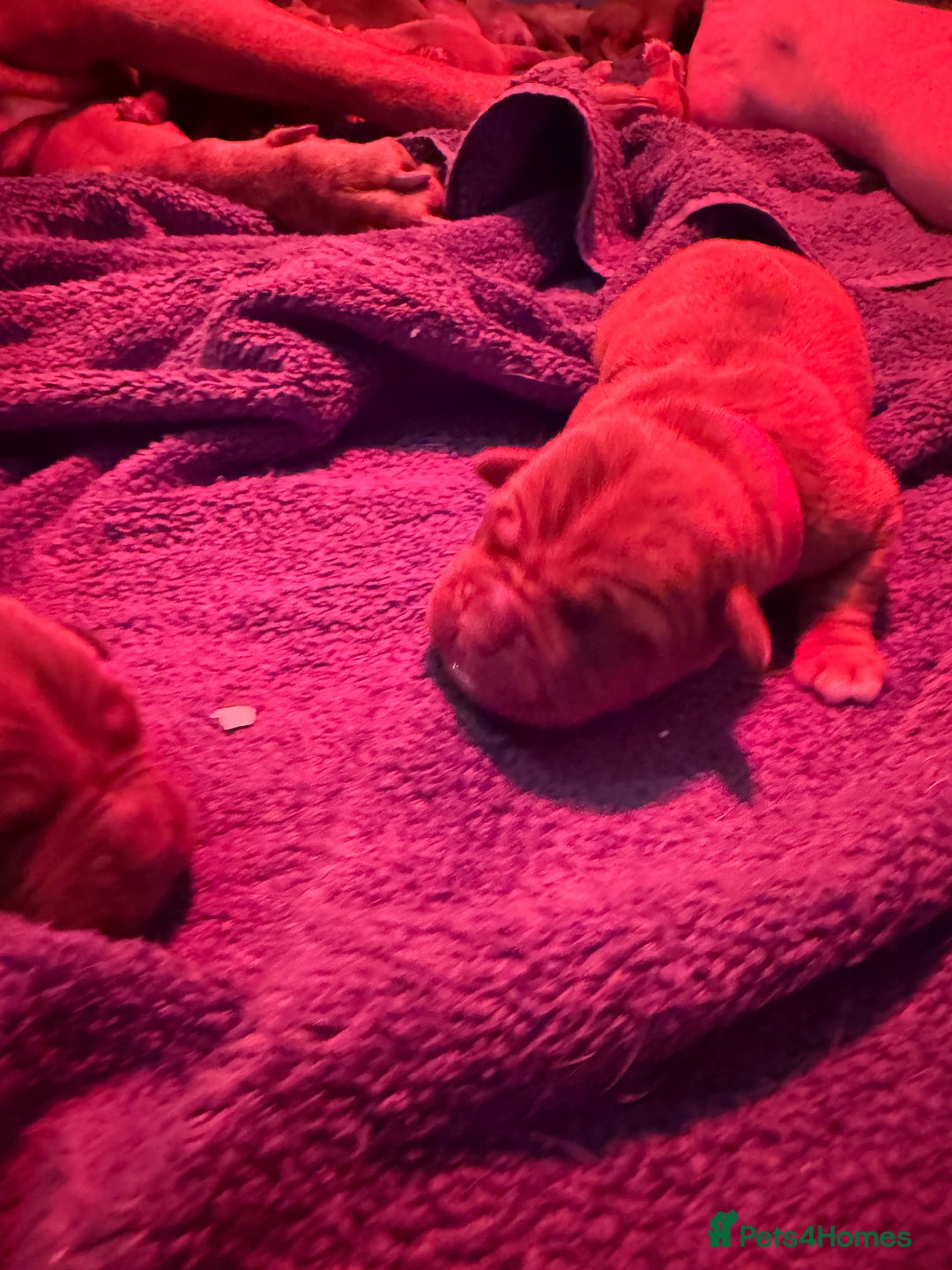 Dogue De Bordeaux dogs for sale: DOGUE DE BORDEAUX PUPPIES AVAILABLE 16/03/26 - Advert 14